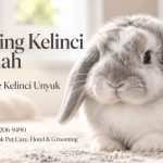 Grooming Kelinci di Rumah, Jasa Homecare Kelinci Unyuk