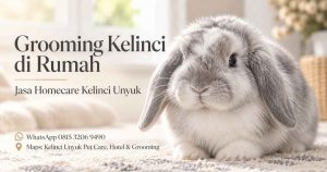 Grooming Kelinci di Rumah, Jasa Homecare Kelinci Unyuk